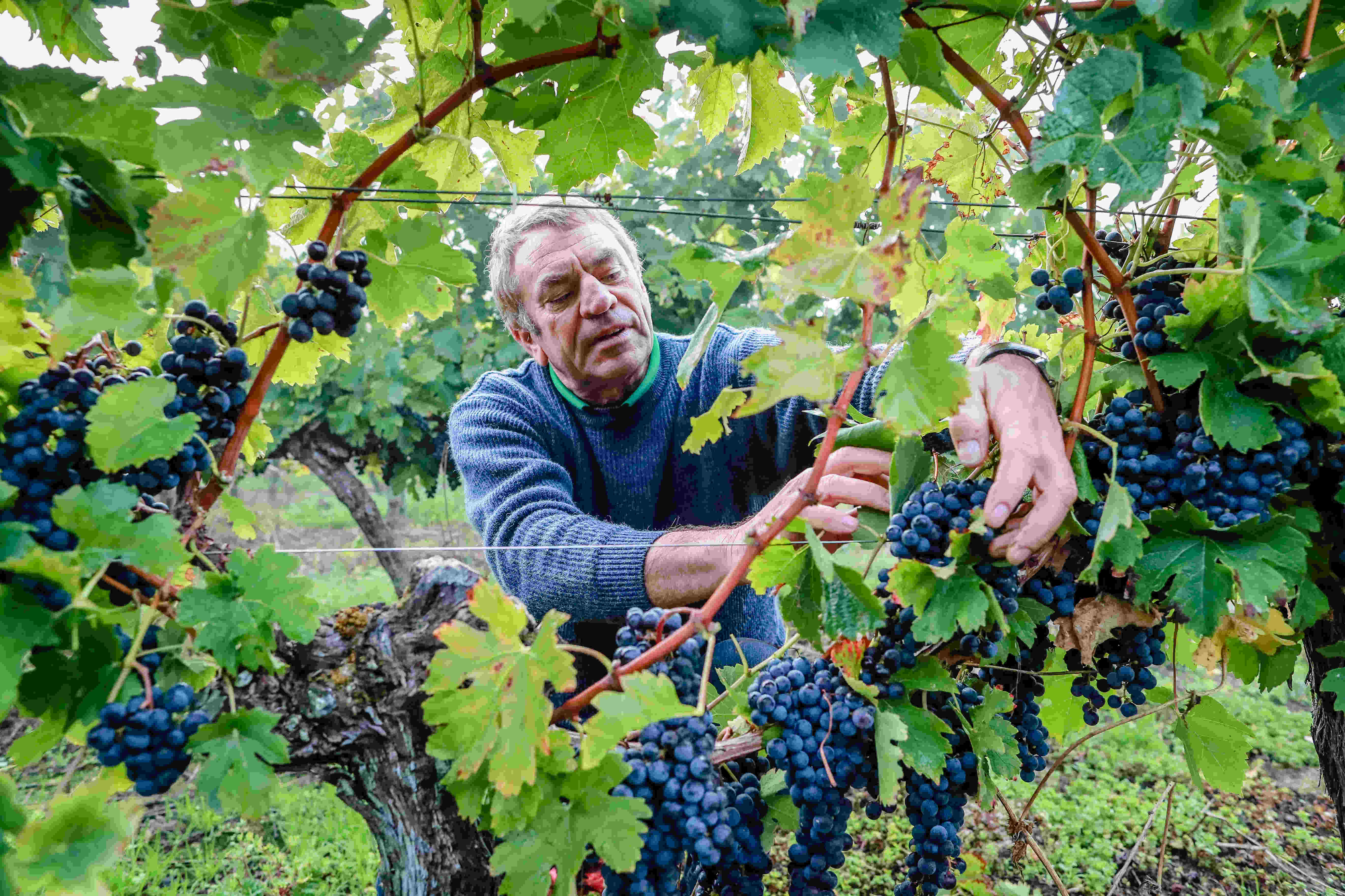 M.CARTEYRON dans ses vignes Bordelaises